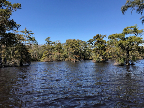 View of the Chowan River Tracts recently transferred to North Carolina near Keel Creek (Photo by Tom Earnhardt)