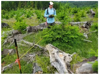 A male stands in a field of young trees holding a piece of data collection equipment