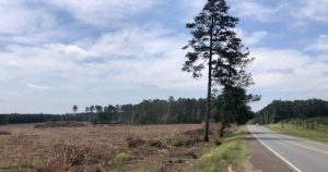 Teal Jones Sawmill Construction Site